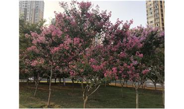 夏秋季節(jié)，錫城首次驚現(xiàn)紫薇花開美景